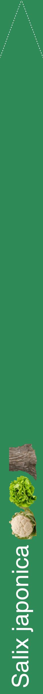 Étiquette de : Salix japonica - format b - style blanche11hel avec comestibilité simplifiée