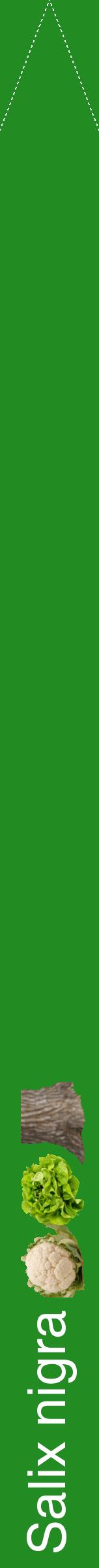 Étiquette de : Salix nigra - format b - style blanche10hel avec comestibilité simplifiée