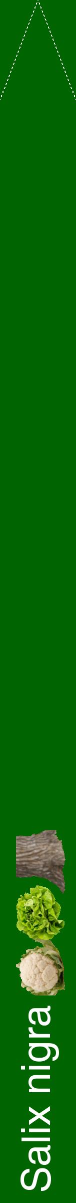 Étiquette de : Salix nigra - format b - style blanche8hel avec comestibilité simplifiée