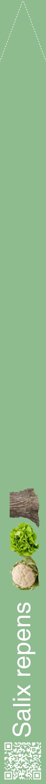 Étiquette de : Salix repens - format b - style blanche13hel avec qrcode et comestibilité simplifiée