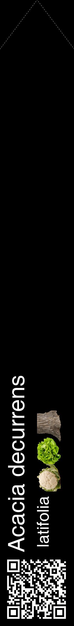 Étiquette de : Acacia decurrens latifolia - format c - style blanche59_simplehel avec qrcode et comestibilité simplifiée