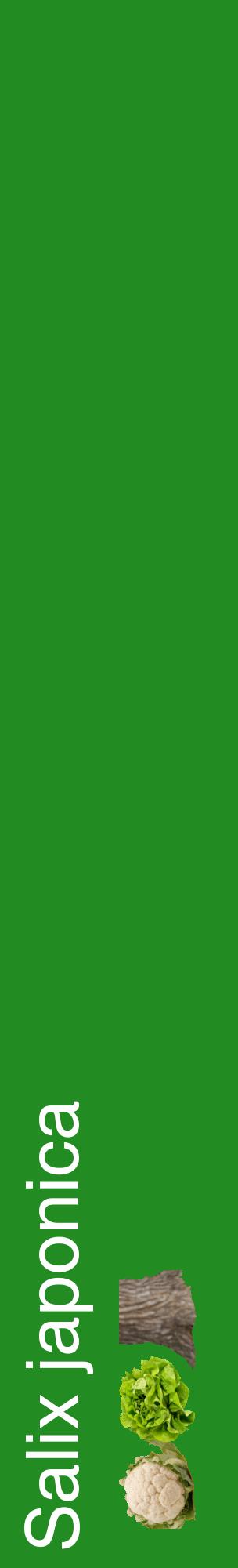 Étiquette de : Salix japonica - format c - style blanche10_basiquehel avec comestibilité simplifiée