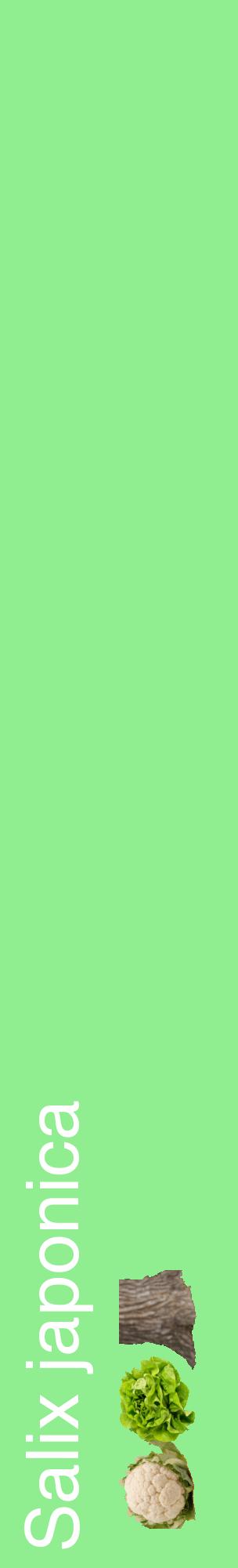 Étiquette de : Salix japonica - format c - style blanche15_basiquehel avec comestibilité simplifiée