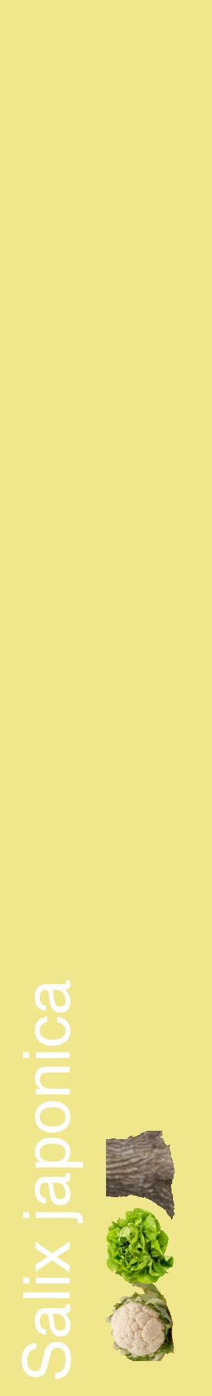 Étiquette de : Salix japonica - format c - style blanche20_basiquehel avec comestibilité simplifiée