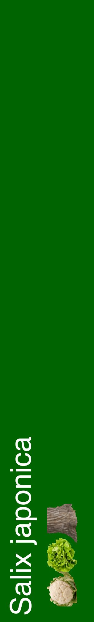 Étiquette de : Salix japonica - format c - style blanche8_basiquehel avec comestibilité simplifiée