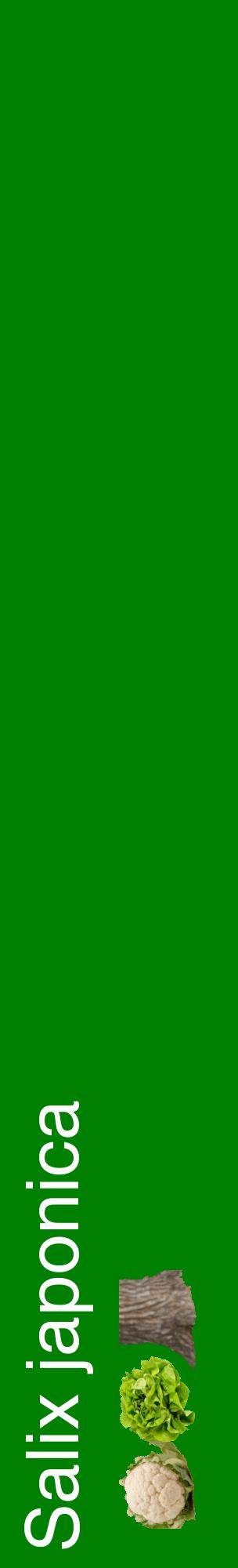Étiquette de : Salix japonica - format c - style blanche9_basiquehel avec comestibilité simplifiée