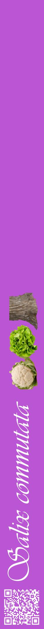 Étiquette de : Salix commutata - format a - style blanche50viv avec qrcode et comestibilité simplifiée