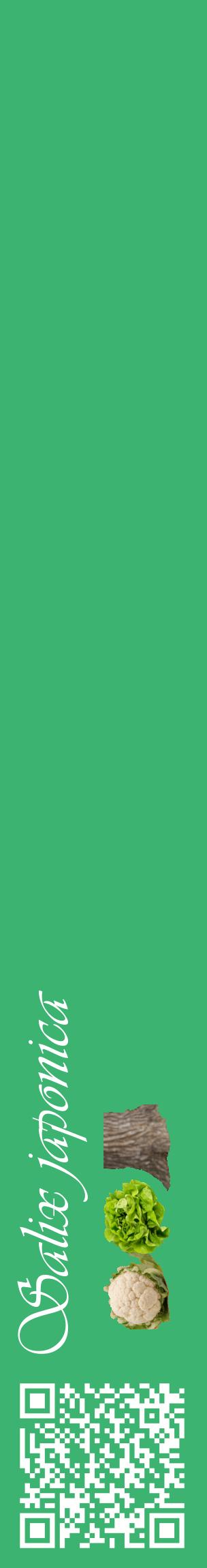 Étiquette de : Salix japonica - format c - style blanche12_basiqueviv avec qrcode et comestibilité simplifiée