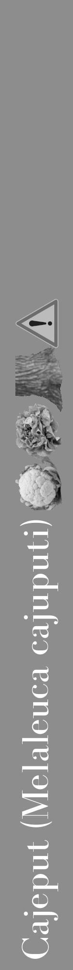 Étiquette de : Melaleuca cajuputi - format a - style blanche2bod avec comestibilité simplifiée - position verticale