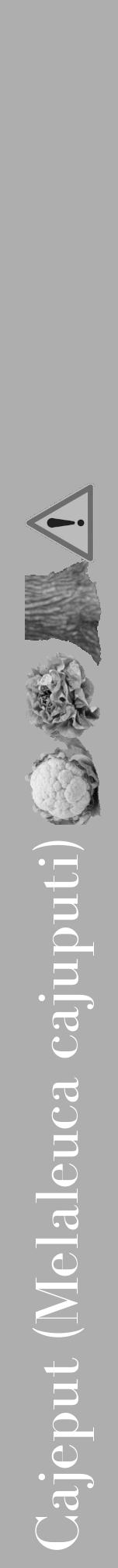 Étiquette de : Melaleuca cajuputi - format a - style blanche53bod avec comestibilité simplifiée - position verticale