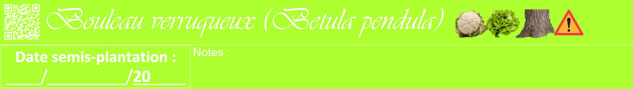 Étiquette de : Betula pendula - format a - style blanche17viv avec qrcode et comestibilité simplifiée