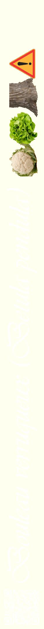 Étiquette de : Betula pendula - format a - style blanche19viv avec qrcode et comestibilité simplifiée