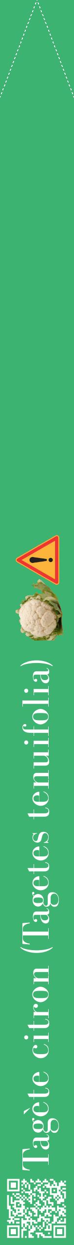 Étiquette de : Tagetes tenuifolia - format b - style blanche12bod avec qrcode et comestibilité simplifiée