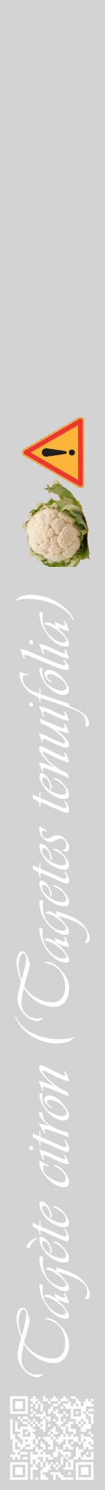 Étiquette de : Tagetes tenuifolia - format a - style blanche56viv avec qrcode et comestibilité simplifiée