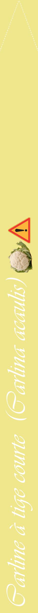 Étiquette de : Carlina acaulis - format b - style blanche20viv avec comestibilité simplifiée