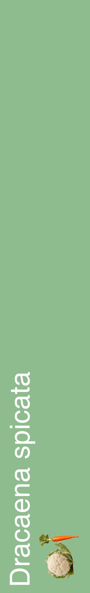 Étiquette de : Dracaena spicata - format c - style blanche13_basiquehel avec comestibilité simplifiée