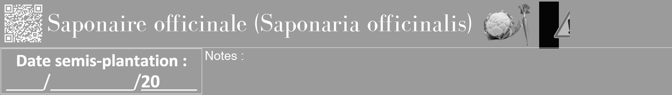 Étiquette de : Saponaria officinalis - format a - style blanche52bod avec qrcode et comestibilité simplifiée