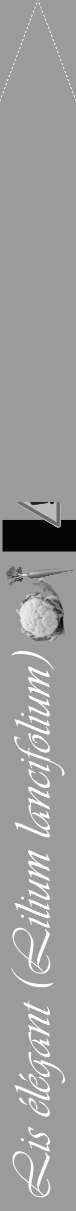 Étiquette de : Lilium lancifolium - format b - style blanche52viv avec comestibilité simplifiée - position verticale