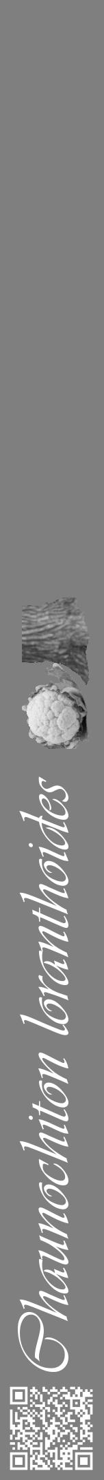 Étiquette de : Chaunochiton loranthoides - format a - style blanche31viv avec qrcode et comestibilité simplifiée - position verticale