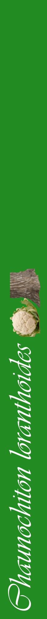 Étiquette de : Chaunochiton loranthoides - format a - style blanche10viv avec comestibilité simplifiée