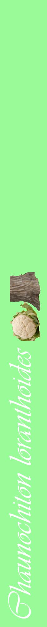 Étiquette de : Chaunochiton loranthoides - format a - style blanche14viv avec comestibilité simplifiée