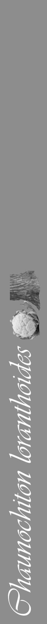 Étiquette de : Chaunochiton loranthoides - format a - style blanche2viv avec comestibilité simplifiée - position verticale