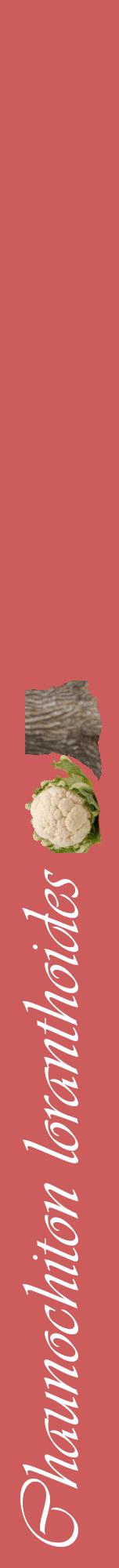 Étiquette de : Chaunochiton loranthoides - format a - style blanche35viv avec comestibilité simplifiée