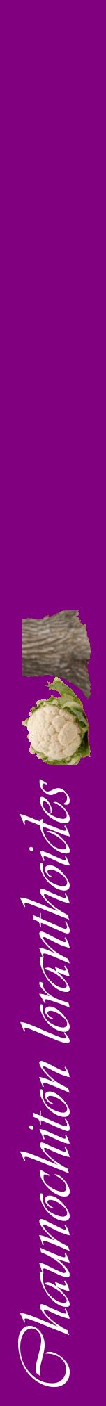Étiquette de : Chaunochiton loranthoides - format a - style blanche46viv avec comestibilité simplifiée