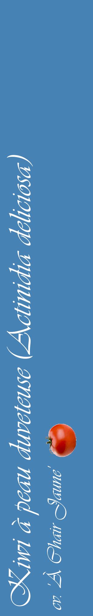 Étiquette de : Actinidia deliciosa cv. 'À Chair Jaune' - format c - style blanche5_basiqueviv avec comestibilité simplifiée
