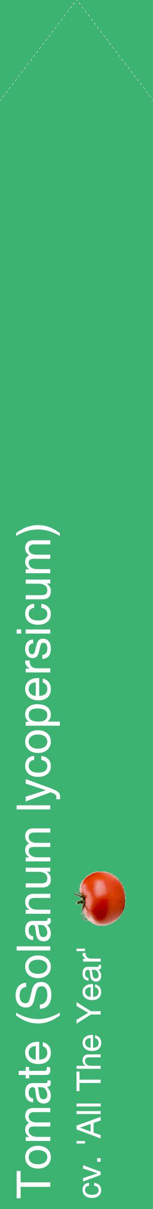 Étiquette de : Solanum lycopersicum cv. 'All The Year' - format c - style blanche12_simplehel avec comestibilité simplifiée