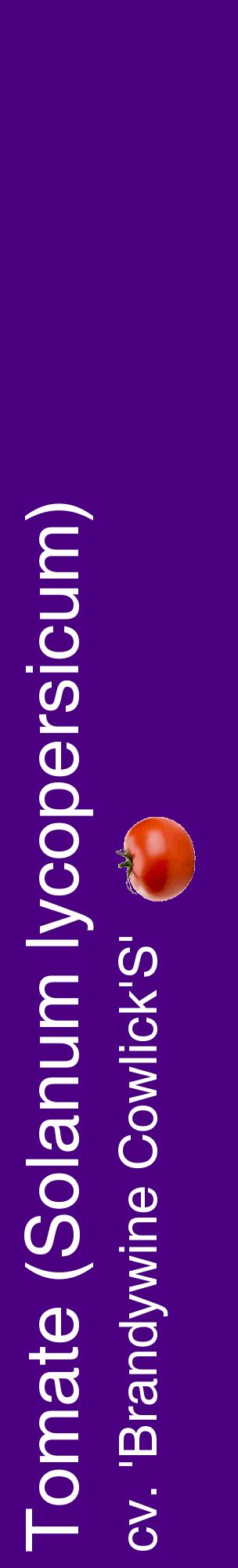 Étiquette de : Solanum lycopersicum cv. 'Brandywine Cowlick'S' - format c - style blanche47_basiquehel avec comestibilité simplifiée