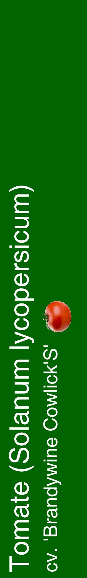 Étiquette de : Solanum lycopersicum cv. 'Brandywine Cowlick'S' - format c - style blanche8_basiquehel avec comestibilité simplifiée