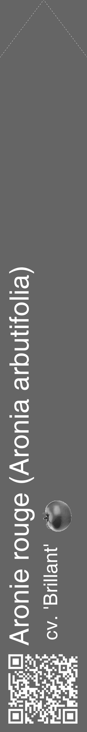 Étiquette de : Aronia arbutifolia cv. 'Brillant' - format c - style blanche32_simple_simplehel avec qrcode et comestibilité simplifiée - position verticale