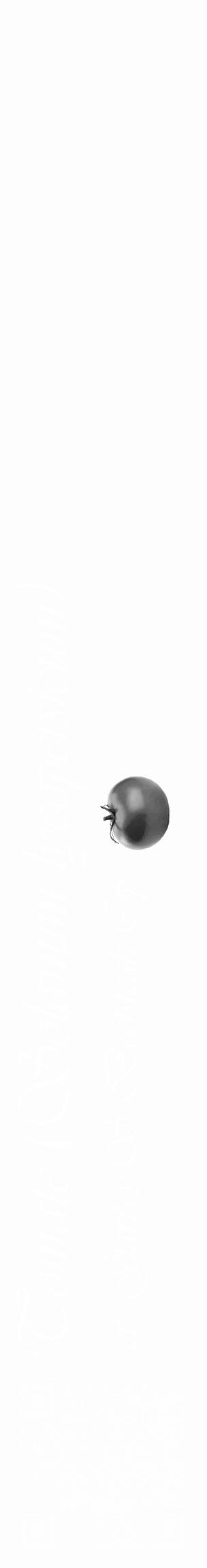 Étiquette de : Solanum lycopersicum cv. 'Garvey'S Beefsteak Op' - format c - style blanche19_basique_basiqueviv avec qrcode et comestibilité simplifiée - position verticale
