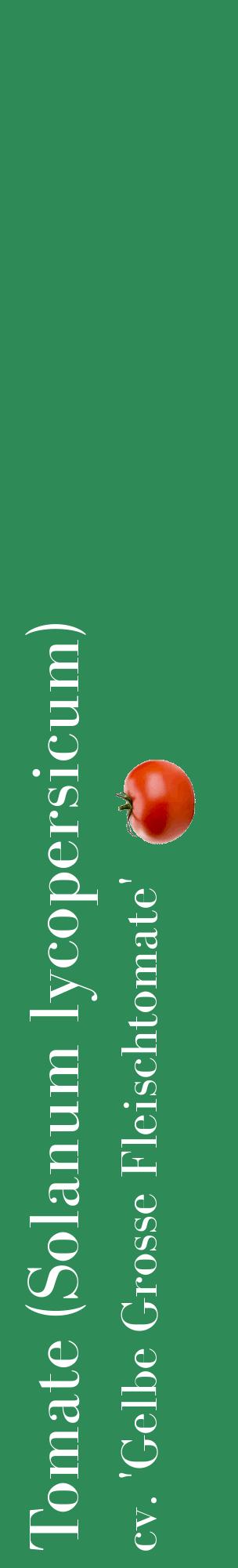 Étiquette de : Solanum lycopersicum cv. 'Gelbe Grosse Fleischtomate' - format c - style blanche11_basiquebod avec comestibilité simplifiée