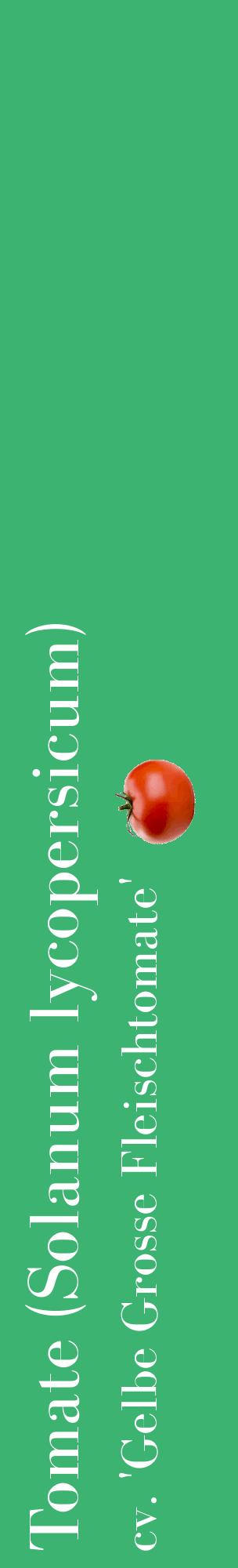 Étiquette de : Solanum lycopersicum cv. 'Gelbe Grosse Fleischtomate' - format c - style blanche12_basiquebod avec comestibilité simplifiée