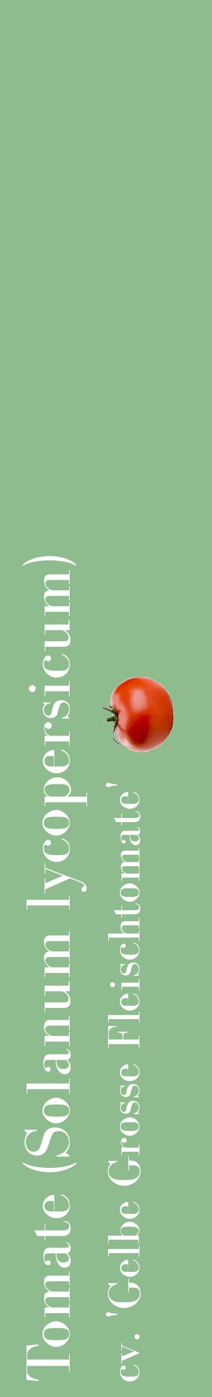 Étiquette de : Solanum lycopersicum cv. 'Gelbe Grosse Fleischtomate' - format c - style blanche13_basiquebod avec comestibilité simplifiée