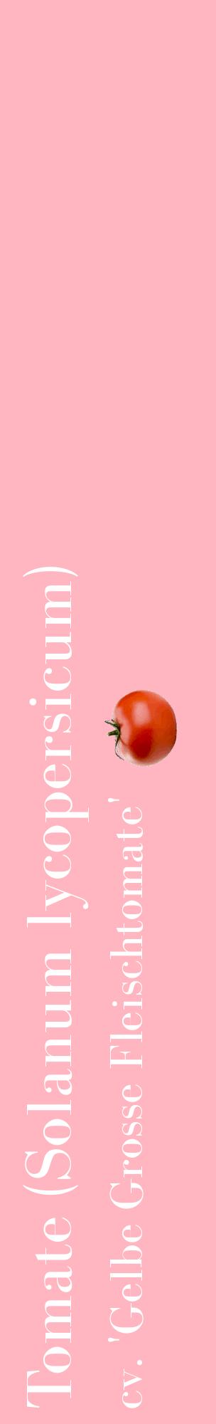 Étiquette de : Solanum lycopersicum cv. 'Gelbe Grosse Fleischtomate' - format c - style blanche41_basiquebod avec comestibilité simplifiée