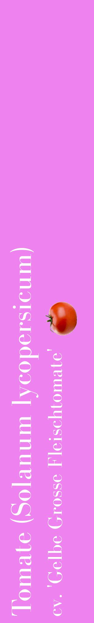 Étiquette de : Solanum lycopersicum cv. 'Gelbe Grosse Fleischtomate' - format c - style blanche53_basiquebod avec comestibilité simplifiée