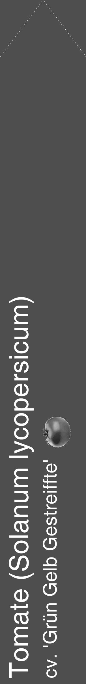 Étiquette de : Solanum lycopersicum cv. 'Grün Gelb Gestreiffte' - format c - style blanche33simple_simple_simplehel avec comestibilité simplifiée - position verticale
