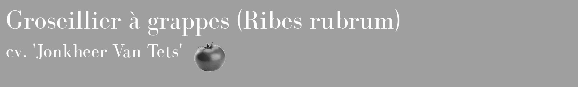 Étiquette de : Ribes rubrum cv. 'Jonkheer Van Tets' - format c - style blanche24_basique_basiquebod avec comestibilité simplifiée