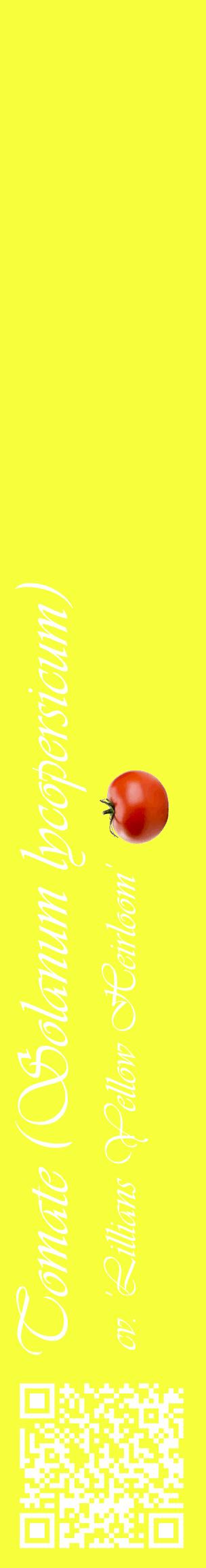 Étiquette de : Solanum lycopersicum cv. 'Lillians Yellow Heirloom' - format c - style blanche18_basiqueviv avec qrcode et comestibilité simplifiée
