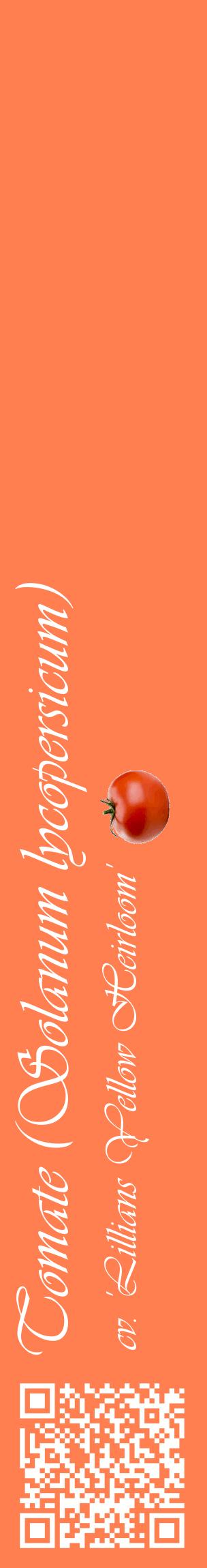 Étiquette de : Solanum lycopersicum cv. 'Lillians Yellow Heirloom' - format c - style blanche24_basiqueviv avec qrcode et comestibilité simplifiée