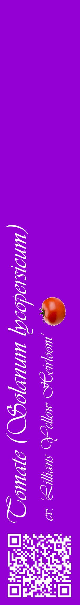 Étiquette de : Solanum lycopersicum cv. 'Lillians Yellow Heirloom' - format c - style blanche48_basiqueviv avec qrcode et comestibilité simplifiée