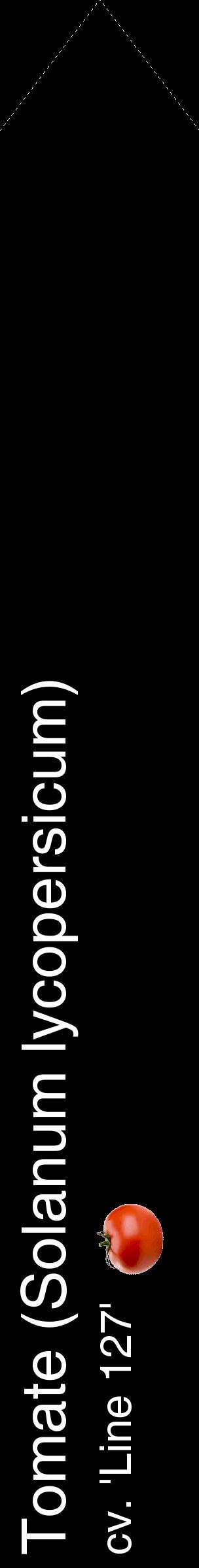 Étiquette de : Solanum lycopersicum cv. 'Line 127' - format c - style blanche59_simplehel avec comestibilité simplifiée