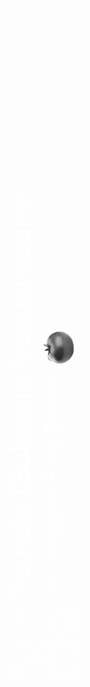 Étiquette de : Solanum lycopersicum cv. 'Magyar Piros Boker' - format c - style blanche19_basique_basiquehel avec qrcode et comestibilité simplifiée - position verticale