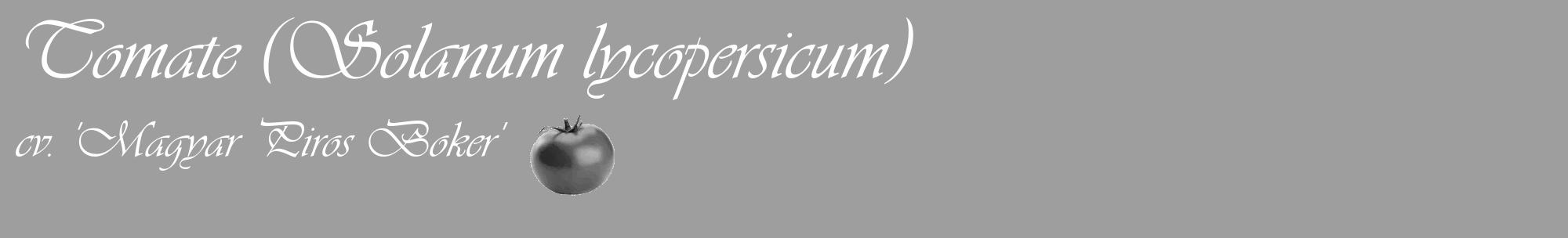 Étiquette de : Solanum lycopersicum cv. 'Magyar Piros Boker' - format c - style blanche42_basique_basiqueviv avec comestibilité simplifiée