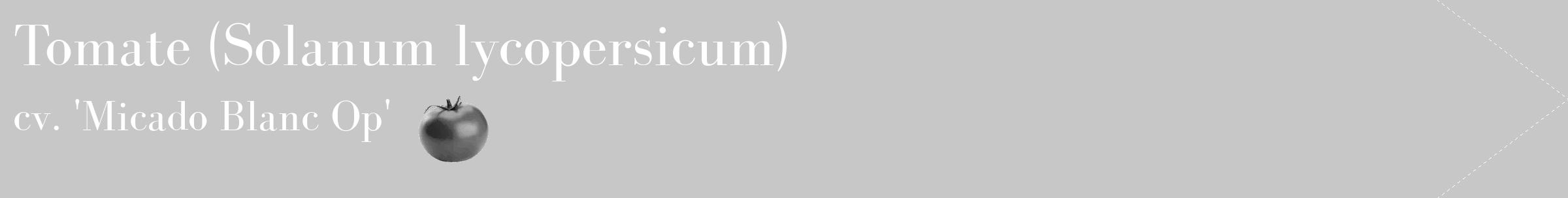 Étiquette de : Solanum lycopersicum cv. 'Micado Blanc Op' - format c - style blanche15_simple_simplebod avec comestibilité simplifiée