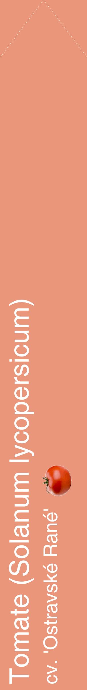 Étiquette de : Solanum lycopersicum cv. 'Ostravské Rané' - format c - style blanche37_simplehel avec comestibilité simplifiée