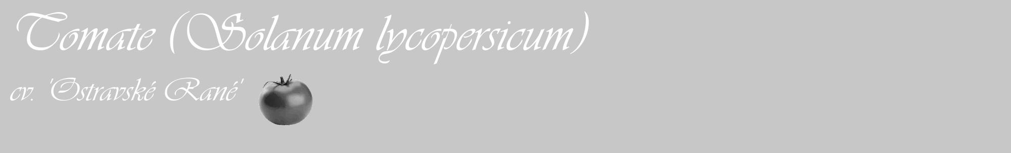 Étiquette de : Solanum lycopersicum cv. 'Ostravské Rané' - format c - style blanche15_basique_basiqueviv avec comestibilité simplifiée